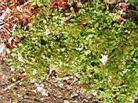 Arabis alpina subsp Alpina (fam Brassicacees) (Montagne Europe, Arctique) (1) (Photo F. Mrugala)
